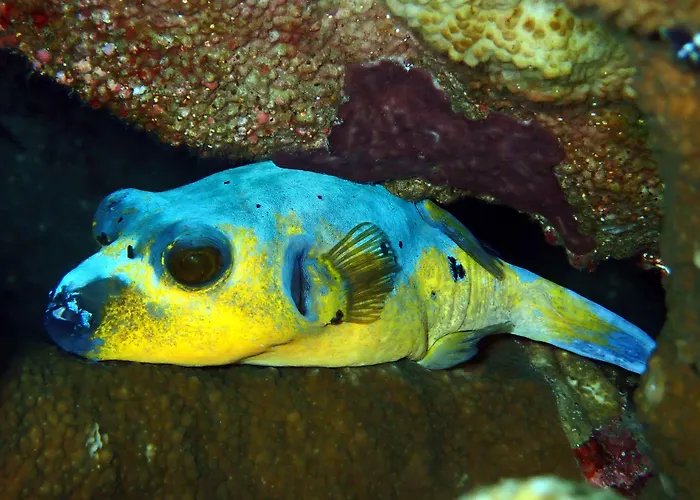 Jukung Dive Bali アメッド