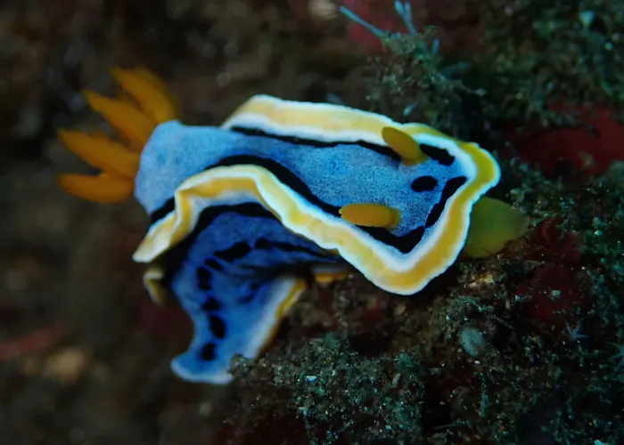 リゾート Jukung Dive Bali 3*