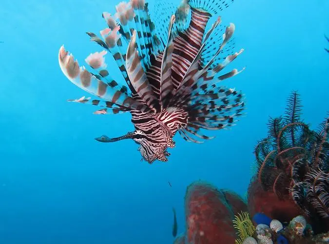 リゾート Jukung Dive Bali アメッド