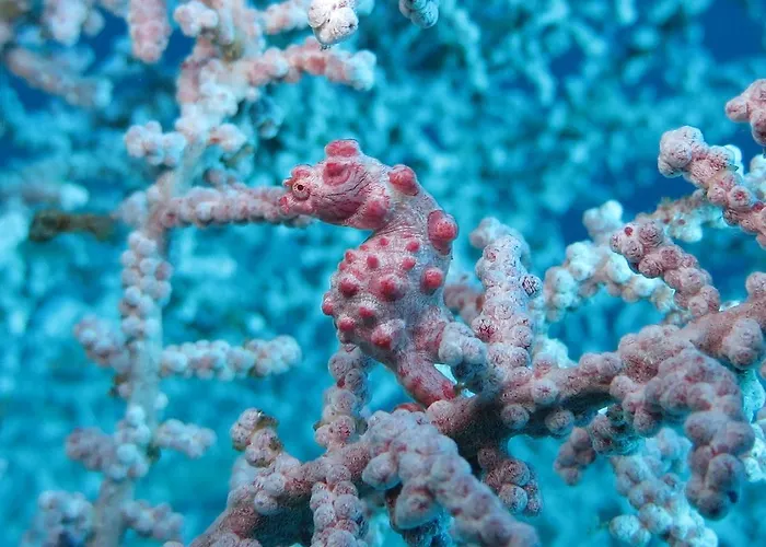 Jukung Dive Bali アメッド