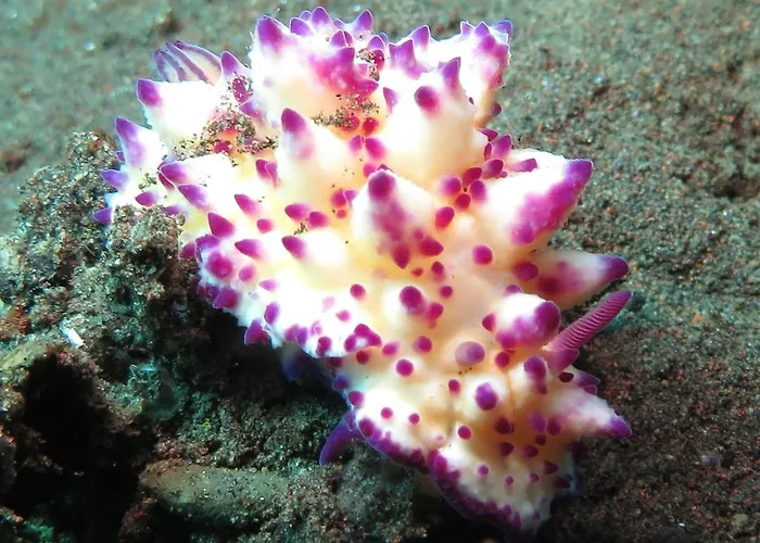 リゾート Jukung Dive Bali 3*