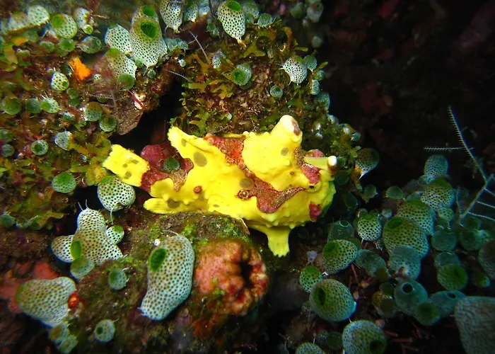 Jukung Dive Bali 3* アメッド