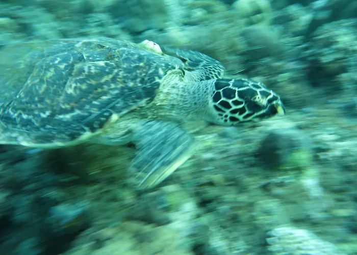 Jukung Dive Bali リゾート アメッド