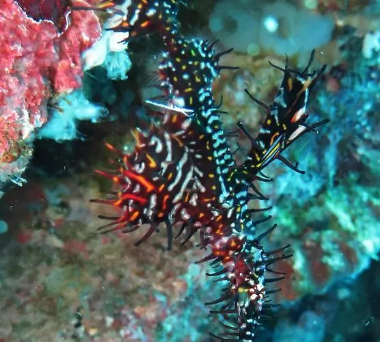 Jukung Dive Bali リゾート 3*